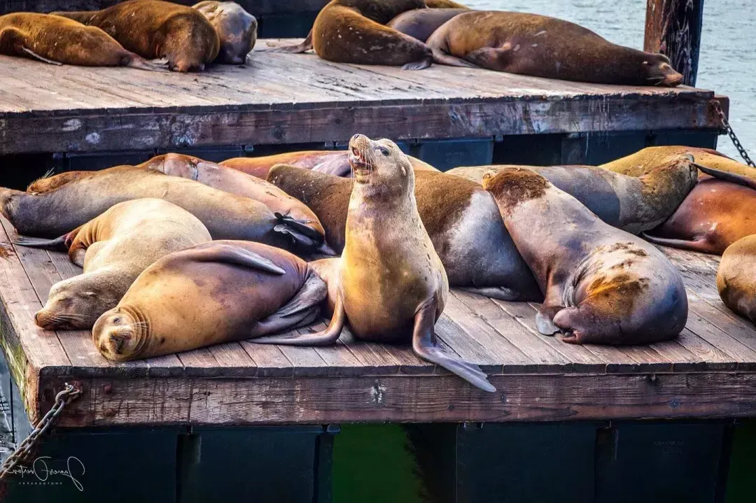 Seelöwen ruhen sich am K-Dock von PIER 39 aus